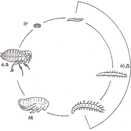 完全变态昆虫生活史